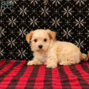 Jack, Maltipoo Puppy